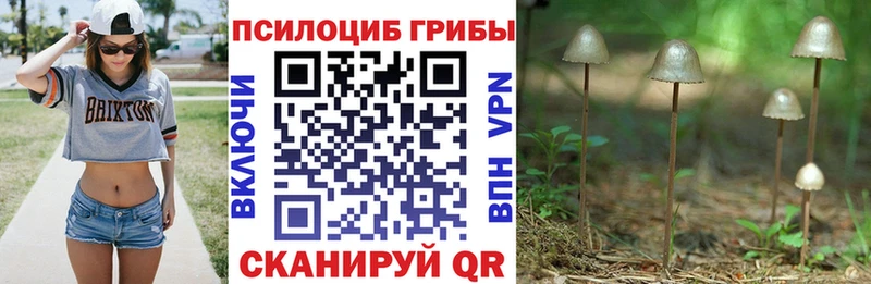 продажа наркотиков Грязи Псилоцибиновые грибы MAGIC MUSHROOMS